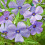 Gartenphlox, mehrjährige Pflanze, 1 Packung 3