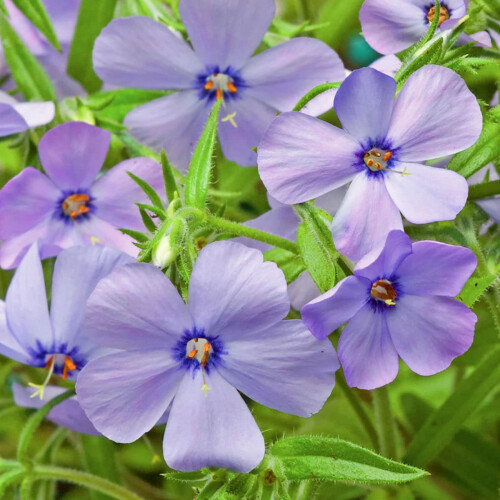 Gartenphlox, mehrjährige Pflanze, 1 Packung 2