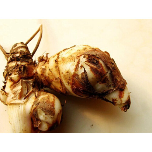 Ριζώματα Canna Surprise για φύτευση, συσκευασία 1 1
