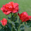 Rosette solari a LED per giardino esterno (confezione da 2) 4
