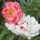 Παιώνια - Παιώνια Κήπου - Paeonia Lactiflora, Χαμηλή Συντήρηση, Απλή Ανάπτυξη - Παιώνια 4