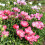 Παιώνια - Παιώνια Κήπου - Paeonia Lactiflora, Χαμηλή Συντήρηση, Απλή Ανάπτυξη - Παιώνια 2
