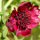 Παιώνια - Παιώνια Κήπου - Paeonia Lactiflora, Χαμηλή Συντήρηση, Απλή Ανάπτυξη - Παιώνια 3