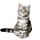 Collier en forme d'os avec strass pour chien, ajustable S/M/L, 3 rangs 5