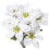 Artificial Poinsettia Bushes White35cm4Pack 2