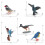 Sada realistických figúrok vtákov - Roadrunner, kolibrík, 7