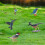 Sada realistických figúrok vtákov - Roadrunner, kolibrík, 5