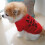 gilet fin d'été style tutu pour petits chiens 4