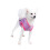 Pull léger à capuche pour chien, idéal pour l'hiver et l'automne, petite taille. 3