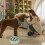 Interactieve puzzel met slow-feed hondenvoerbak (1 stuk) 2