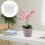 Γλάστρα ορχιδέας Phalaenopsis 5 ιντσών από διαφανές πλαστικό με 3