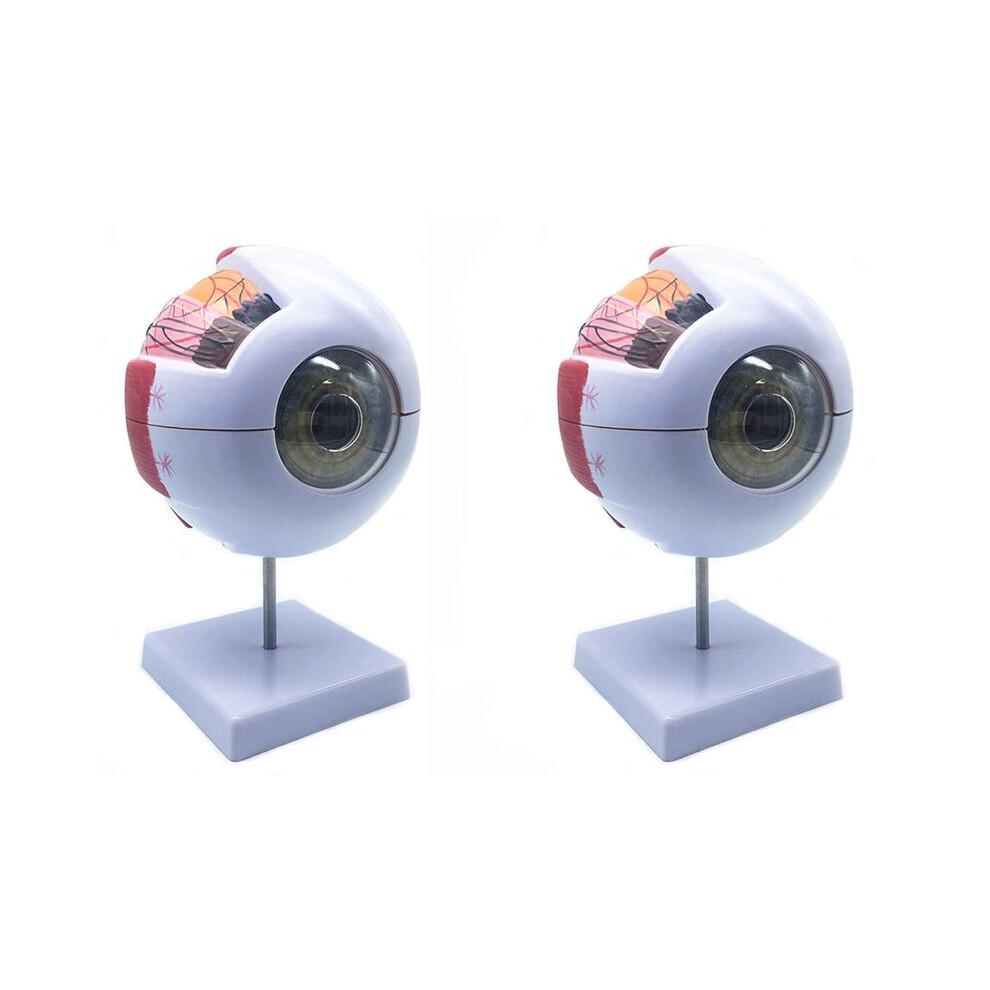 2Pcs 6X Enlarged Human Eye Anatomical Model,Anatomically Accurate Eye Model Human Eye Anatomy 6031643772492