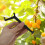 Écarteur de branches d'arbres fruitiers (50 pièces) 2
