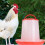 Comedero automático de plástico para pollos de 1,5 kg 2