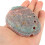 Abalone schelp ornamentenset, natuurlijk, multifunctioneel, 3 stuks 3