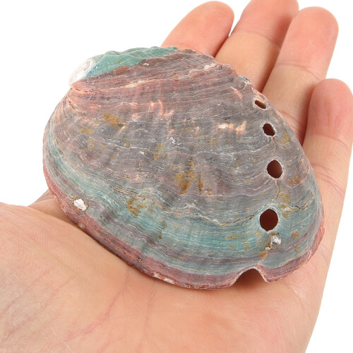 Abalone schelp ornamentenset, natuurlijk, multifunctioneel, 3 stuks 2