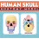 Human Skull Model Anatomy Educational Tool Detachable 7