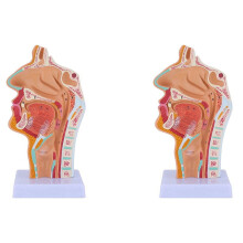 Model de anatomie a cavității nazale și gâtului pentru studenți, 2 buc.