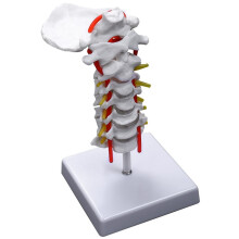 Model anatomic al vertebrelor cervicale și nervilor spinali