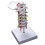 Model anatomic al vertebrelor cervicale și nervilor spinali 1