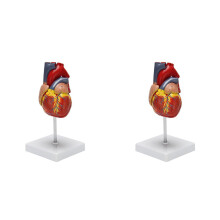 Anatomicky presný model ľudského srdca, 2 ks
