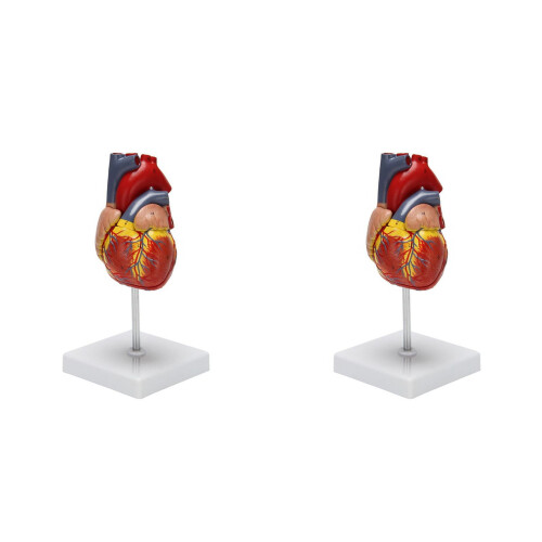 Anatomicky presný model ľudského srdca, 2 ks