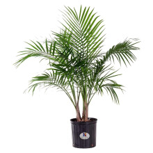 Majesty Palm Live Plant Indoor Outdoor 3 Feet Tall