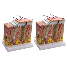 Model anatomic pentru structura pielii și părului 2X și 50X