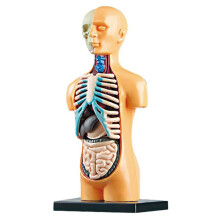 Model 3D de trunchi uman detașabil pentru educație anatomică