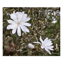 Sternmagnolienstrauch, 15-30 cm hoch, im 10-cm-Topf