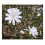 Θάμνος Star Magnolia ύψους 6-12 ιντσών σε γλάστρα 4 ιντσών 1