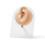 Silicone Ear Model with Acrylic Stand Peach Puff 1 pc 1
