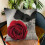 Kayannuo efterårspudebetræk 18x18 tommer rosedesign 6