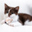 Cat Stretch Ball Toy Plush Interactive 1pc 6