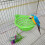 Nead Éan Plaisteach do Cholúr Parrot Canáraí 3 phíosa 6