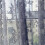 Flower Sheer Curtain Tulle Voile Valance 1 Panel 1