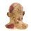 Zombiehoofddeksel, latex feestmasker 4