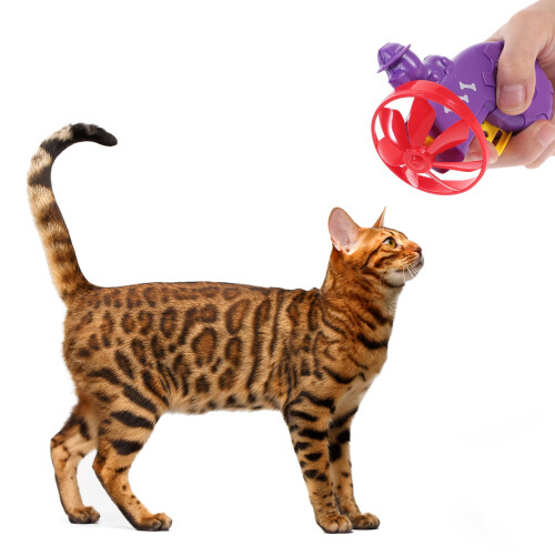 Flyvende disk-tallerkenkaster for Cats2Sets 1