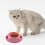 Gamelle Kayannuo pour chiens et chats avec 4
