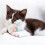 Cat Toy Balls Jingle Bell Pom Pom 6 Pack 5