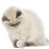 Cat Stretch Ball Toy Plush Interactive 1pc 5