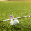 2 sets van delicate divot tools, draagbare balmarkers, professionele hoedclips, golfaccessoires 3