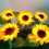 Solar-Sonnenblumen-Gartenleuchte 7