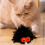 Παιχνίδι Catnip Spider για γάτες, διαδραστικό παιχνίδι χαλάρωσης 1
