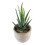 5 piante grasse artificiali decorative con vasi 2