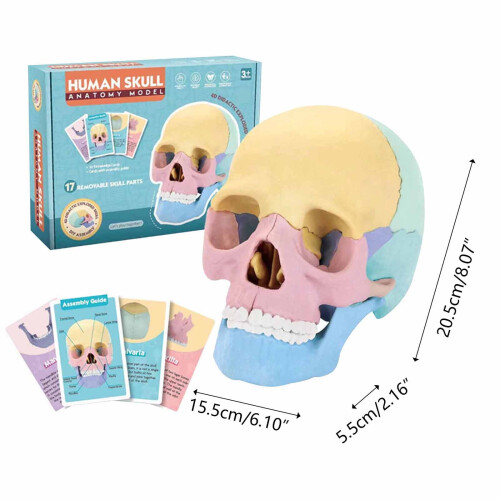 Human Skull Model Anatomy Educational Tool Detachable 2