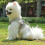 Dog Cat Harness Adjustable Reflective Vest for Small Medium 5