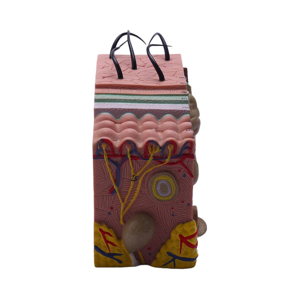2Pcs Skin Model, 35X Skin And Hair Structure Enlarge Model Anatomical Model Anatomy For Science Classroom Study Display 6031188043798
