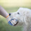 Animal Protection Glove Small Pets 1 Pair 4