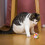 Cat Stretch Ball Toy Plush Interactive 1 Piece 5